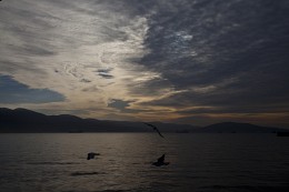 Morgen am Meer / ***