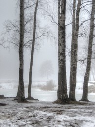 Nebel / ***