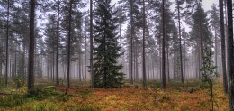 Nebelhafter Wald / ***
