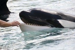 Freunde / Showing blue whales in the Oceanarium in Canada