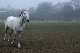 Blondine / ***