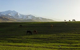 Schließlich können Sie auf frischem Gras kauen) / ***