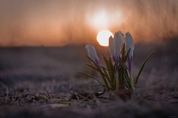 Sonnenaufgang begrüßt eine Gruppe .. / ***