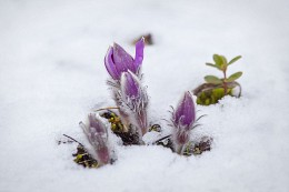 Schneeglöckchen / ***