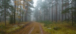 Im Herbst nebligen Wald / ***