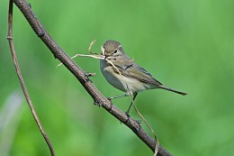 Warbler Bauer. / ***