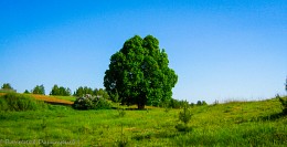 Tree - reincarnation / ***