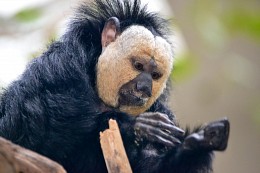 Weißkopfsaki im Zoo in Amsterdam, Niederlande / ***