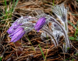 Aus der Serie "Awakening ... Son-Gras" / ***