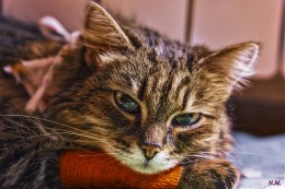 Pechalka ... / ***