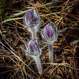 Aus der Serie "Awakening ... Son-Gras" / ***