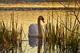 Abend auf dem See. / ***