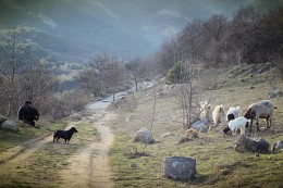 Shepherds / ***