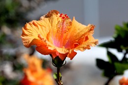 Blume / ***