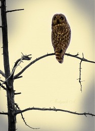 Owl Porträt "ala Gauguin" / ***