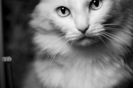Hsien / ***