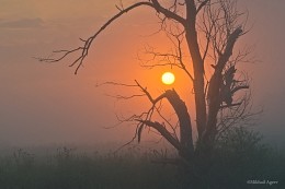 Morgendämmerung / ***