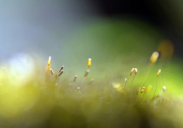 Gelassenheit / ***