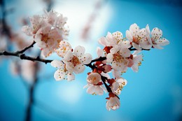 Frühling / ***