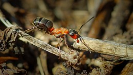 Ant zieht "log" ... / ***