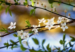 Zweig des Frühlings / ***