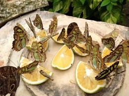 Mittagessen im Park Xcaret, Mexiko / ***