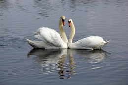 Schwäne / ***