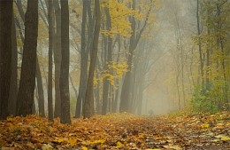 Oktober Nebel / ***