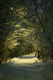 Winter alley / ***