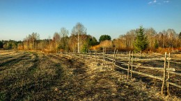 Federskizzen in der Natur ... / ***