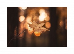  / ***