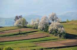 Blühenden Kirschbaum / ***