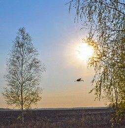 Der Frühling kommt / ***
