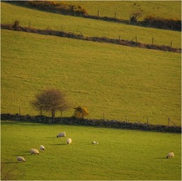 Sheep ... über ... / ***