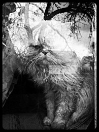 indoor cat / ~~~~~