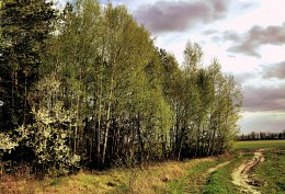 Straße in den Wald / ***