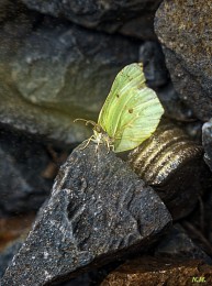 Schmetterling / Der Schmetterling / ***