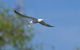 Tern mit Beute. / ***