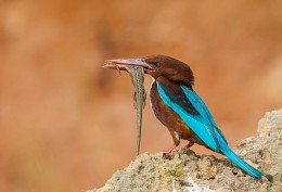  / white-throated kingfisher