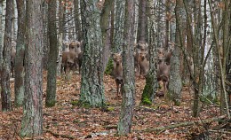 Begegnung im Walde / ***