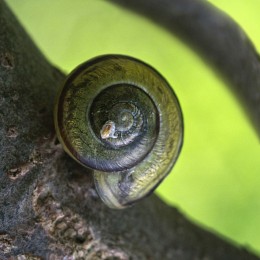 Schnecke auf der Piste / ***