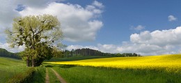 Frühlingsfarbe / ***