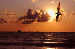 Abendflug. / ***