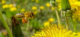 / Sony DSC-HX400