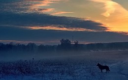 Frosty, Sonnenuntergang. / ***