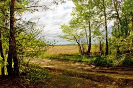 Am Rande des Waldes / ***