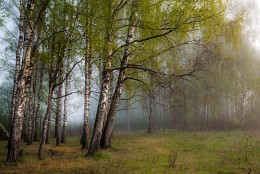 Birch Morgen / ***
