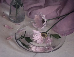 Skizzieren Sie mit Chrysanthemen / ***