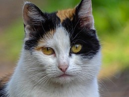  / Sony DSC-HX400
