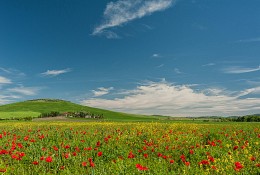Poppy / ***